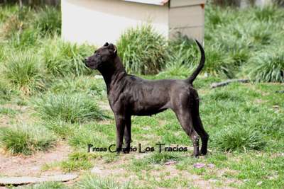 ELEONORE DE LOS TRACIOS