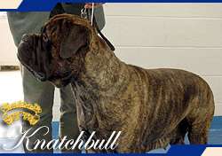 KNATCHBULL'S RAZ BINDI
