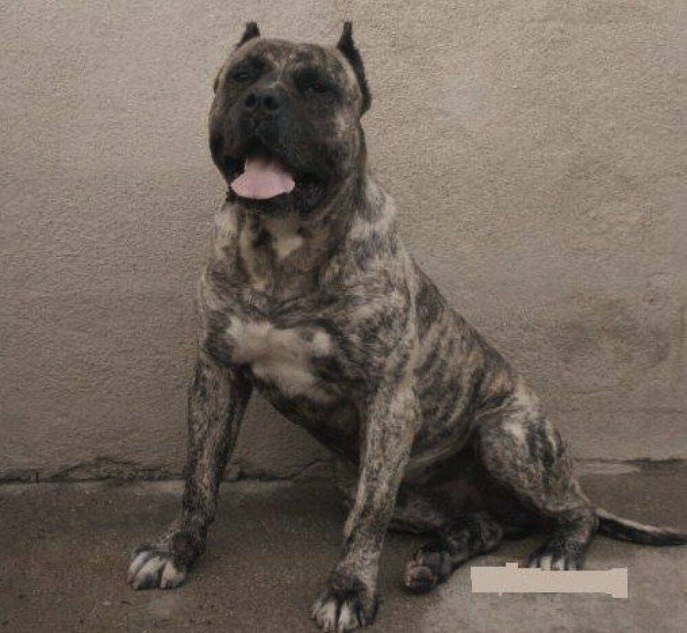 Presa Canario adulto, estructura ideal según estándar