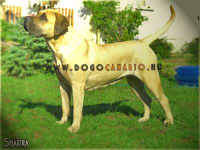 DOCANORS SHAKIRA