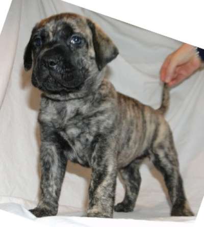 INOXE DES DOGS DE L'AGE DE RAISON