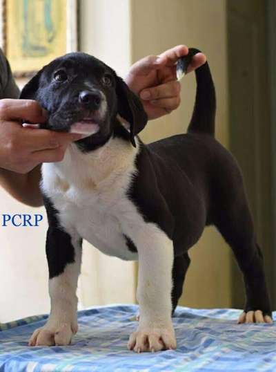 OSA DE PCRP KENNEL