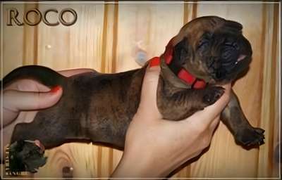 ROCO NUESTRA SANGRE