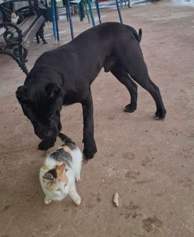 ATOS SICILIA KENNEL