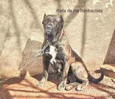 RUFA (PROP DE LOS BIMBACHES )