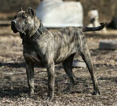 KIOK DE CABEZA GRANDE