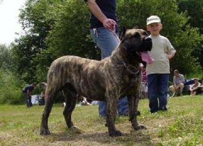 ANAS VET GRAND