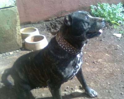 DUNA DE PERRO DE LA TIERRA
