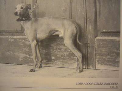 Alcor Della Riscossa