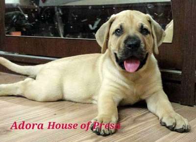 ADORA HOUSE OF PRESA