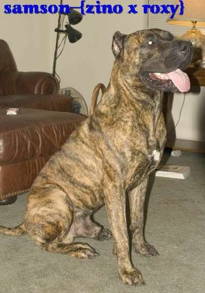 SAMPSON DIGI DIGI