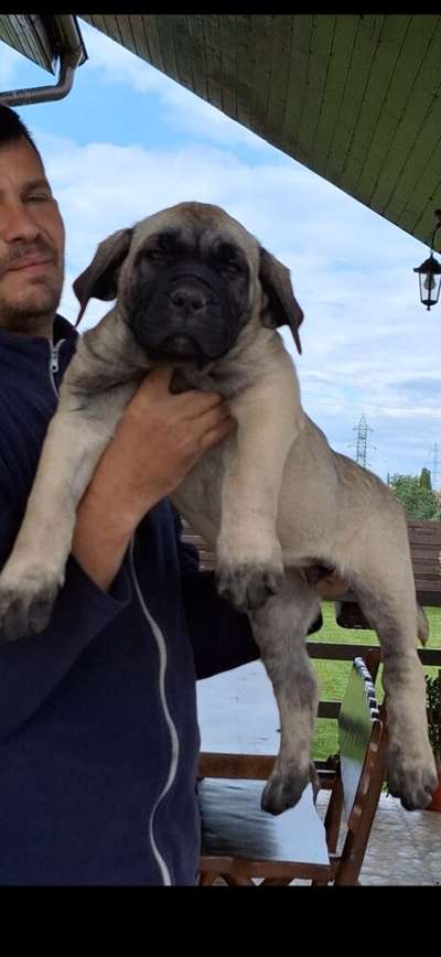 B-ARES DARIA PRESA CANARIO