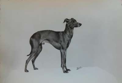 Pippo Du Parc De La Casetta