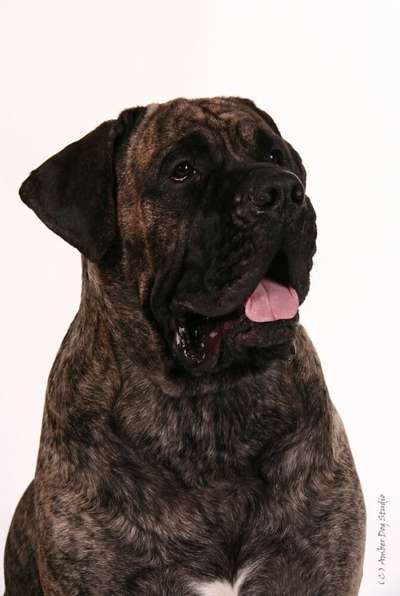 NEO PERRO PRESA GRAND