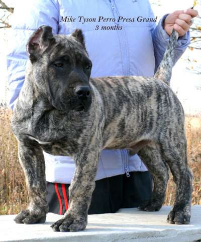 MIKE TYSON PERRO PRESA GRAND