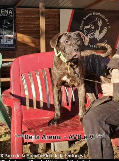 ULTIMA DE LA ARENA