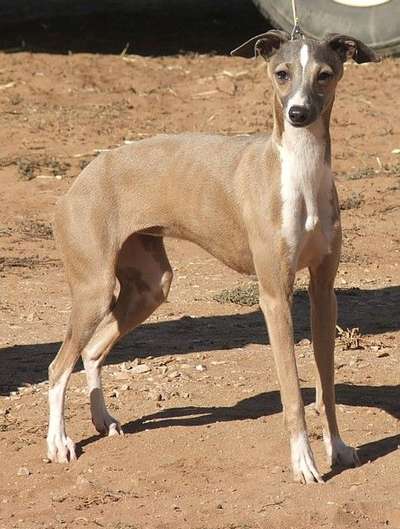 Tunamara Juliette