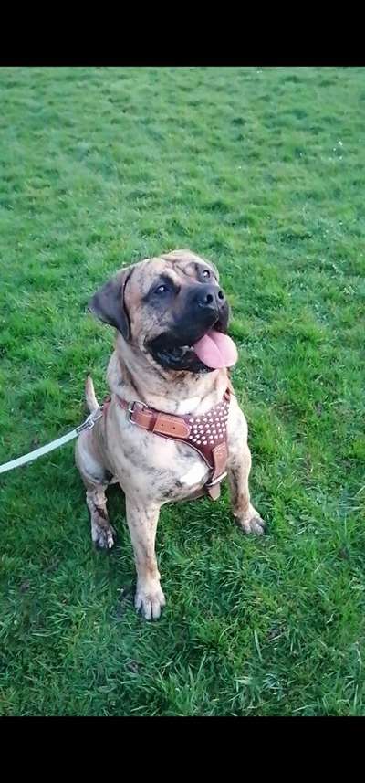BOSS BULL CANARIO KHAN