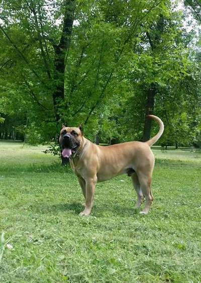 TORRO PRESA DE CASA GOXY