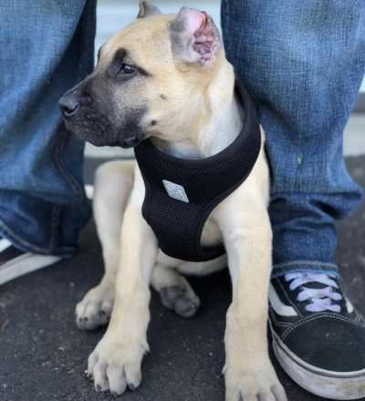CANARIAN BULL'S GORILLA JONEZ