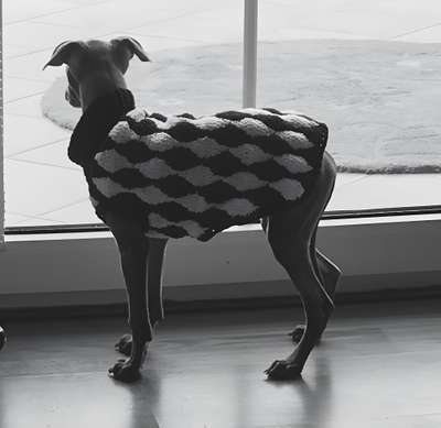 Heartbreaker Dogoteka FCI