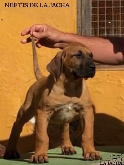 NEFTIS DE LA JACHA