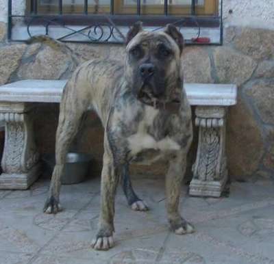 TIGRIS DE KING ZULU