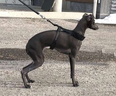 Top Runner’s Oisco Oioi