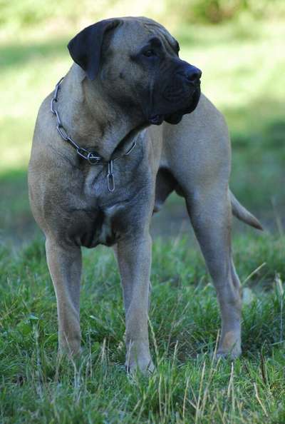 RUSTICDREAMS BULTEN