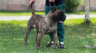 AMZA ZERGHE SOUL KENNEL