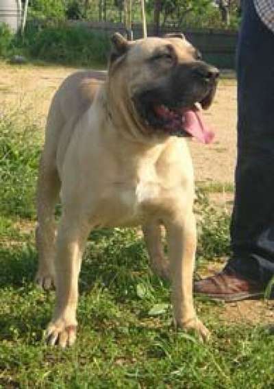 DRAGO DE GUADALCAN