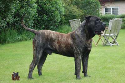 OSO DE BARNACAN BULL