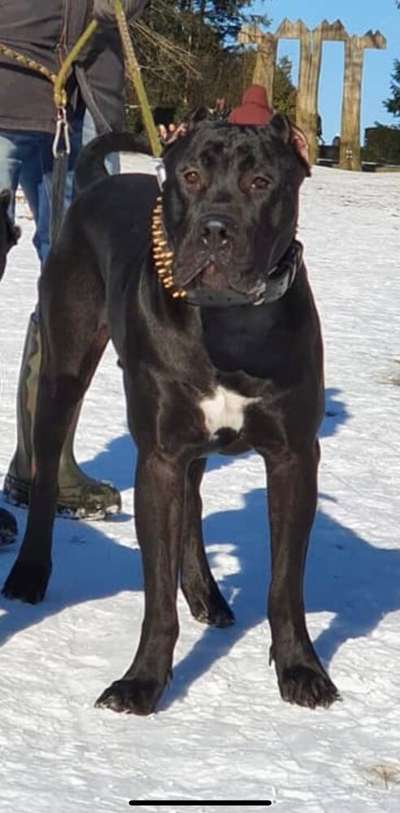 BOSS DIABLO TRANSYLVANIAN LEGACY CANARIO
