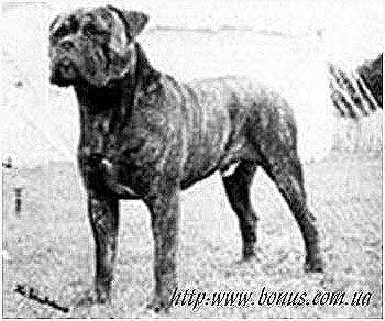 PITMAN'S DEPUTY