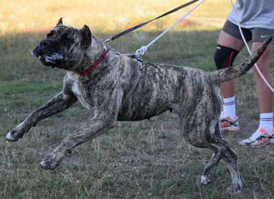 BUFFY DE VARRO BULL