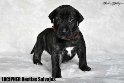 LUCIPHER BESTIAS SALVAJES