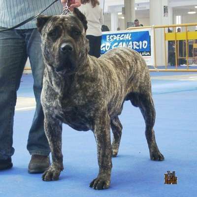 TOCHO DE BARNACAN BULL