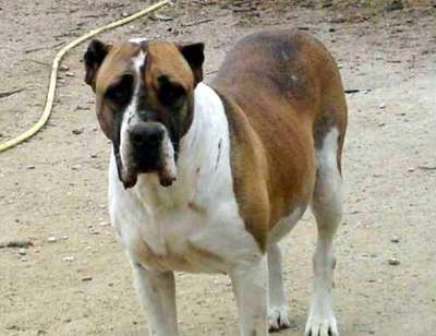 BIMBA DE KING ZULU