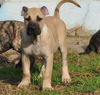 OSMOND DE VIKING GUARD KENNEL