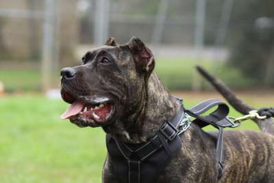 SHILOH DE KOPRESA