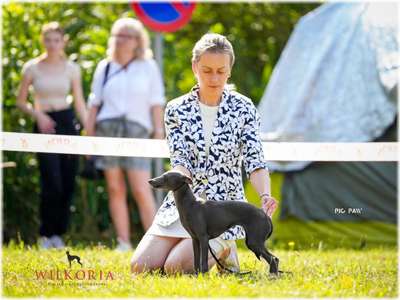 Wilkoria Finlandia