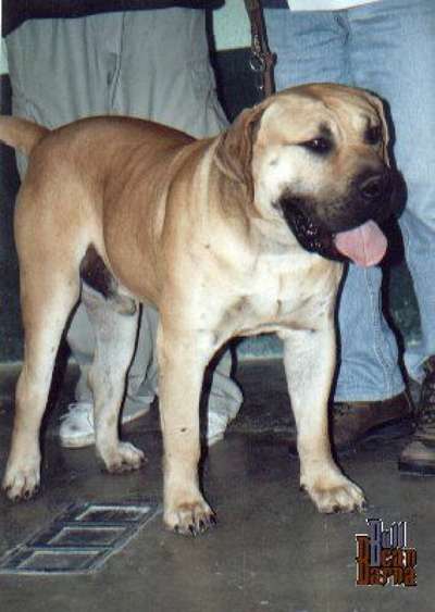 NERON DE BARNACAN BULL