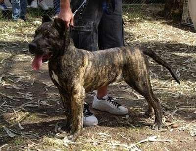 HOOCH PROTECTION SPIRIT