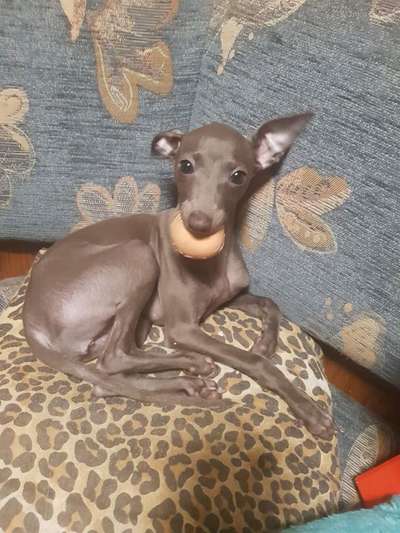 Altamiruas Dho Danedevil