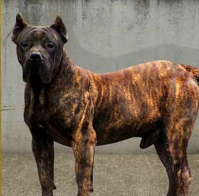 BRONCO DE BARNACAN BULL