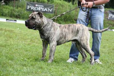 BORIS DOG PUR (2009)