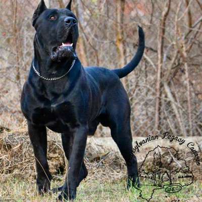 ANTIM TRANSYLVANIAN LEGACY CANARIO