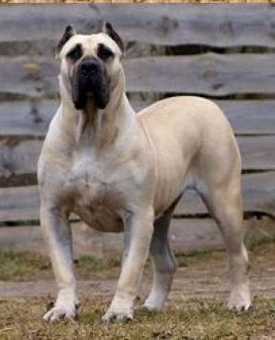 ANAGA DE SPALATO BULL