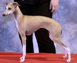 Grandepatte Paillette Froufrou