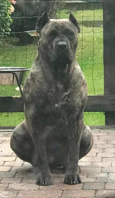 CINA COLOSSUS OF BUKULJA